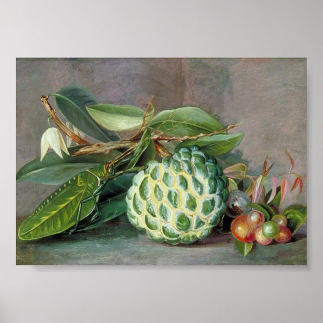 Poster Marianne North - Custard Apple Art (Frente)