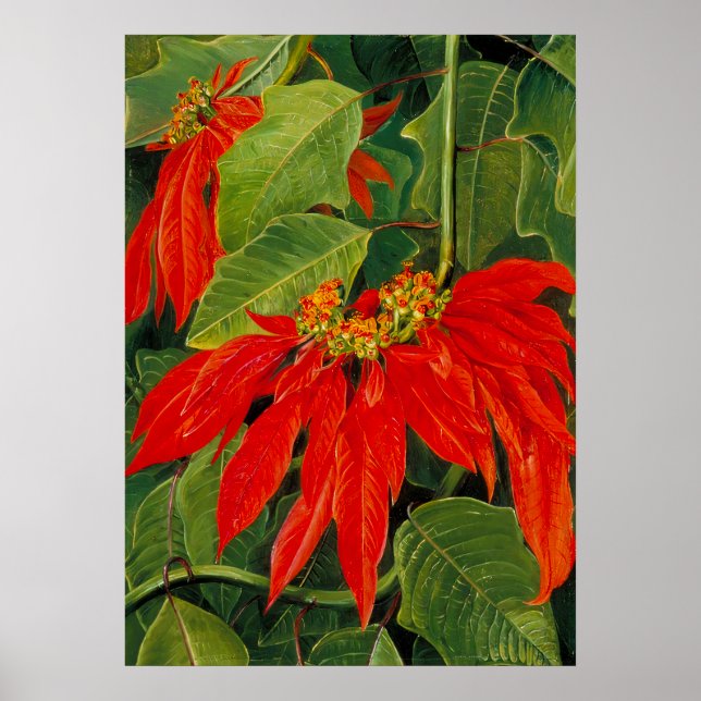 Poster Marianne North - Paisagem Exótica (Frente)