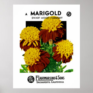 Poster Marigold