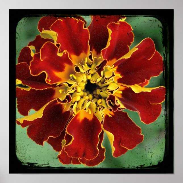 Pôster Marigold 2 (Frente)