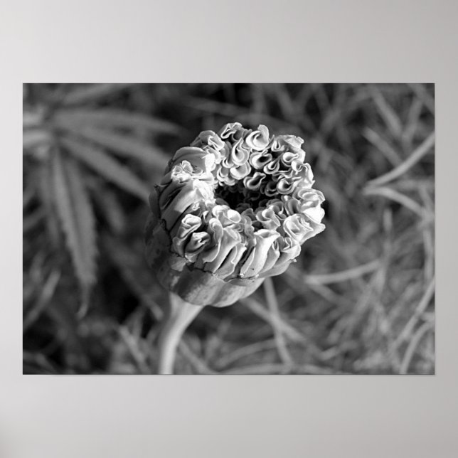 Poster Marigold Blossom (Frente)