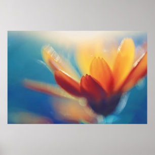 Poster Marigold Flower amarelo em azul
