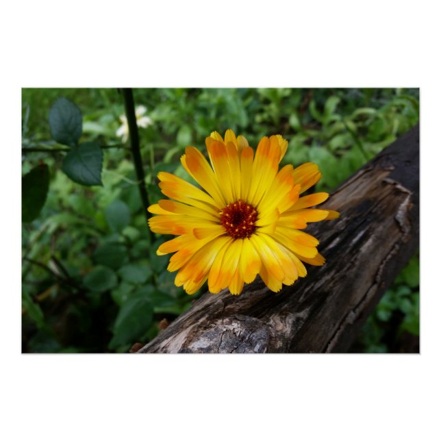 Pôster marigold na floresta (Frente)