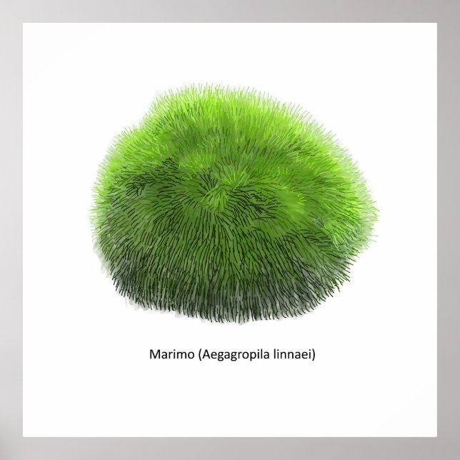 Poster Marimo Moss Ball Hand Drawn (Frente)