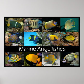 Poster Marine Angelfishes