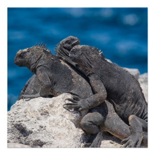 Pôster Marine Iguana