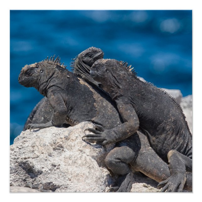 Pôster Marine Iguana (Frente)
