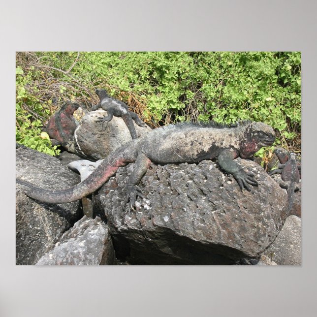 Poster Marine Iguana (Frente)