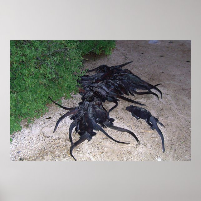 Poster Marine Iguana Pile (Frente)