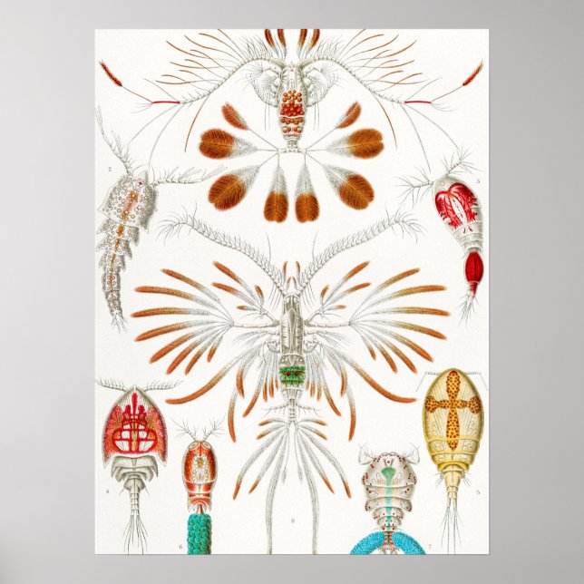 Poster Marine Life Crustaceans, Copepoda de Ernst Haeckel (Frente)
