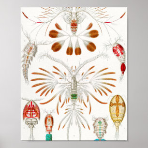 Poster Marine Life Crustaceans, Copepoda de Ernst Haeckel