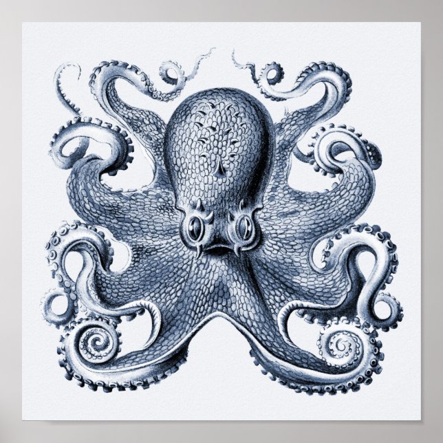 Poster Marinho Blue Octopus ilustrado por Ernst Haeckel (Frente)