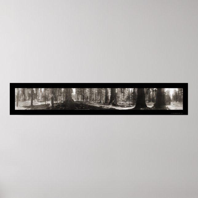 Pôster Mariposa Big Tree CA Foto 1906 (Frente)