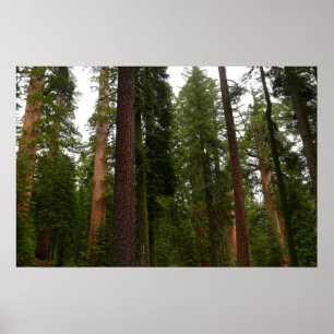 Poster Mariposa Grove no Parque Nacional Yosemite