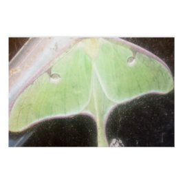 Pôster Mariposa Luna Close-Up