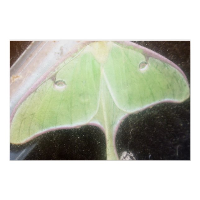 Pôster Mariposa Luna Close-Up (Frente)