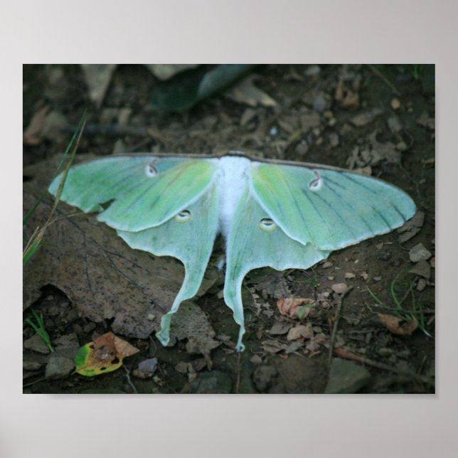 Poster Mariposa Luna em Repouso (Frente)