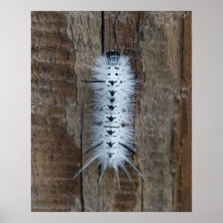 Poster Mariposa Tussock Hickory