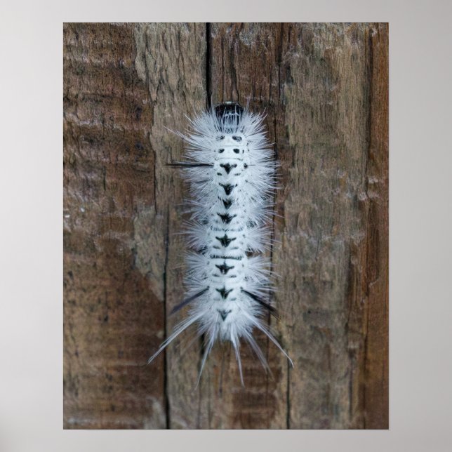 Poster Mariposa Tussock Hickory (Frente)