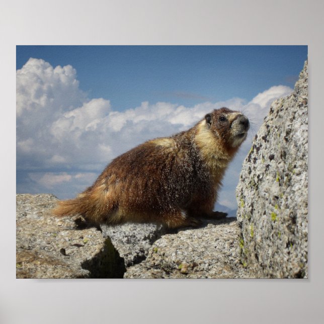 Pôster Marmot Amarelo Bellying (Frente)