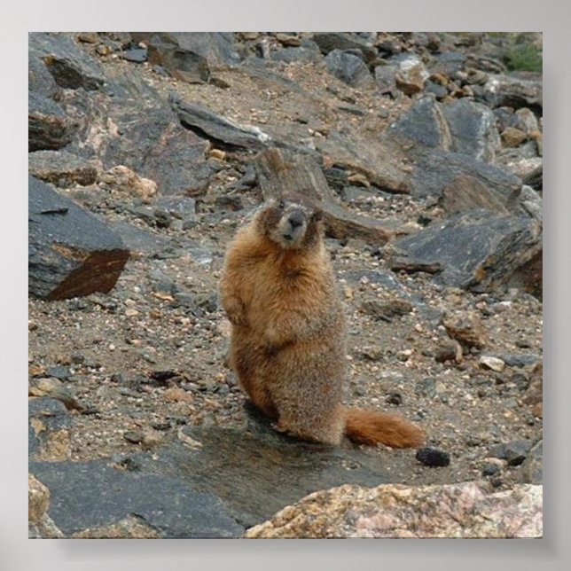 Poster Marmot-de-abelha-amarela (Frente)