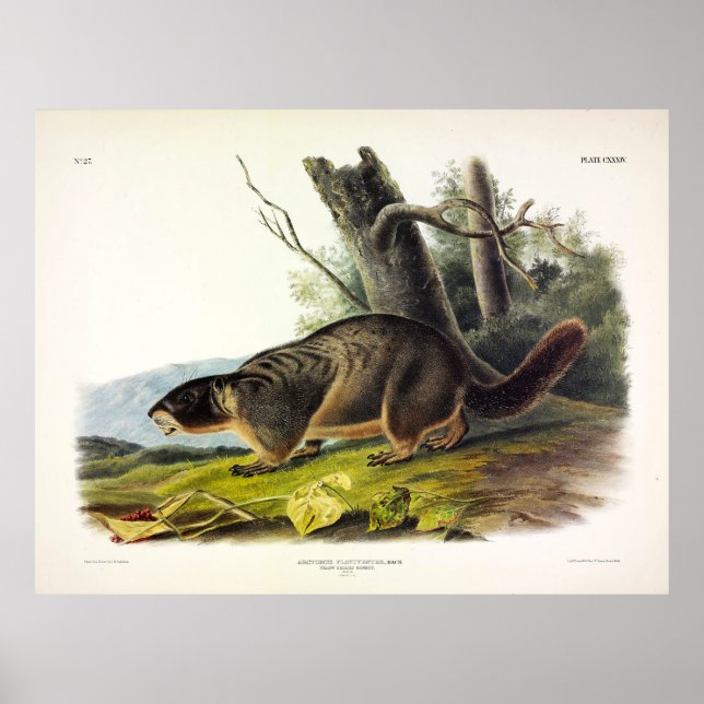 Poster Marmot de barriga amarela, Rock Chuck de Audubon (Frente)