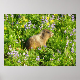 Poster Marmot no Monte Rainier Wildflower
