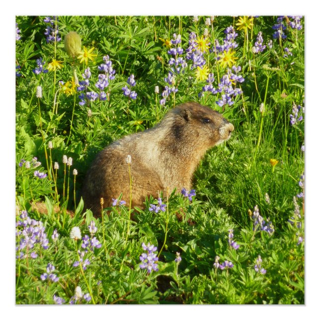 Pôster Marmot no Monte Rainier Wildflower (Frente)