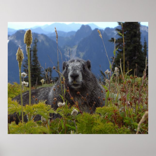Poster Marmot No Paraíso (Frente)