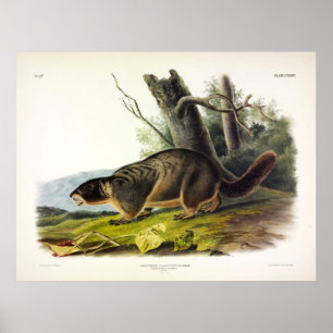 Poster Marmot, Rock Chuck de Audubon