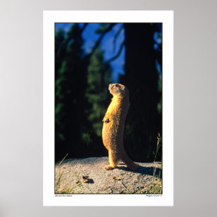 Poster Marmot Sun Salute