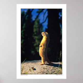 Poster Marmot Sun Salute