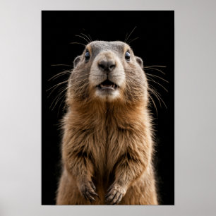 Poster Marmot Wild Animal Elegante Dramático Retrato de N