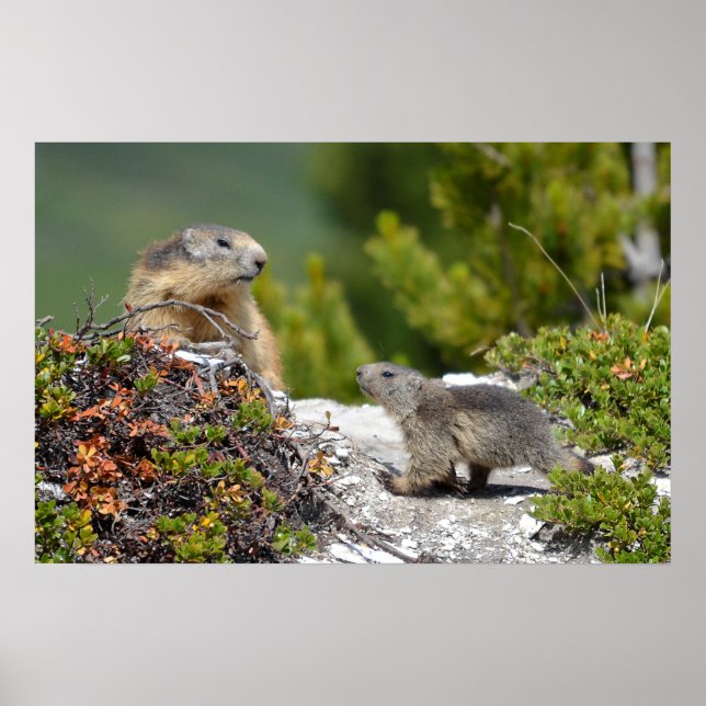 Poster Marmota alpina e sua juventude (Frente)