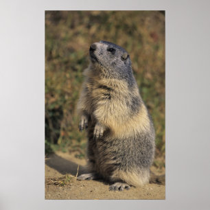 Pôster Marmota alpina, marmota do Marmota, posição adul