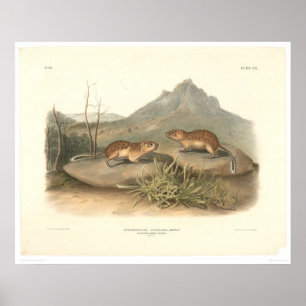Pôster Marmota de Califórnia por Audubon (0184A)