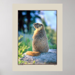 Poster Marmota em Boulder - serra Nevadas Califórnia
