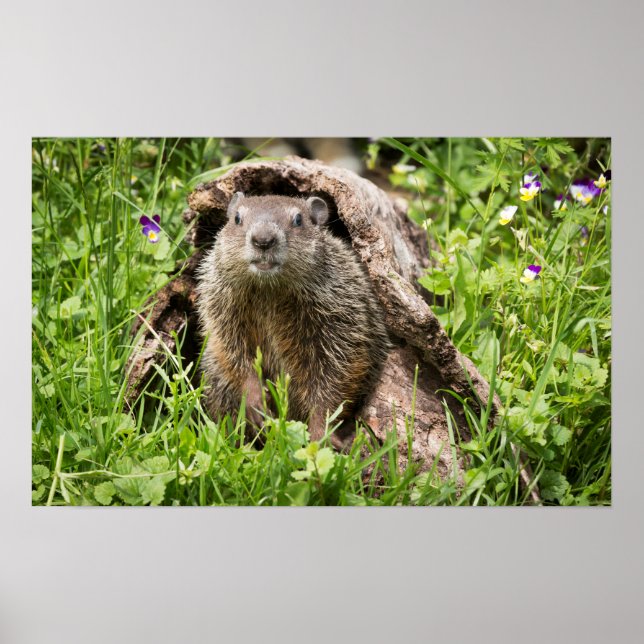 Poster Marmota em um tronco oco (Frente)