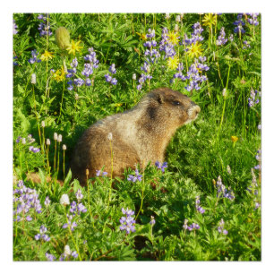 Pôster Marmota nas Flores Silvestres do Monte Rainier