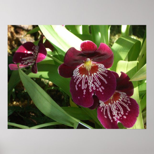 Pôster Maroon Orchids II Elegante Floral (Frente)