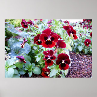 Pôster Maroon Pansies
