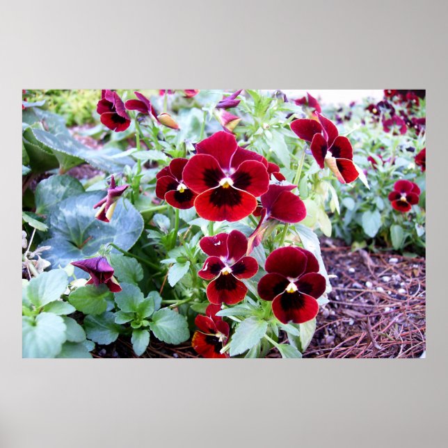 Pôster Maroon Pansies (Frente)