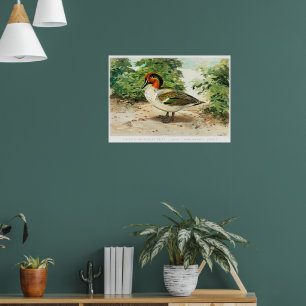 Poster Marreca-pintada