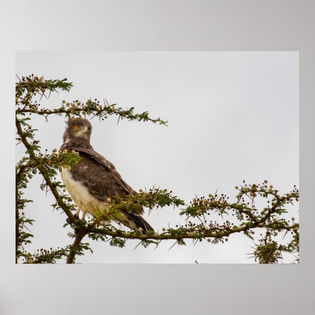 Poster Marrom Cobra Eagle - Sentinela da Savana (Frente)