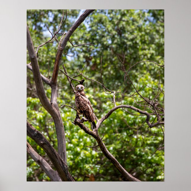 Poster Marrom Cobra Eagle - Sentinela dos Céus Africanos (Frente)