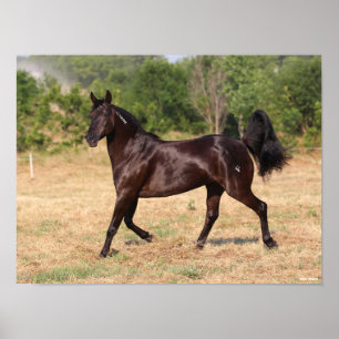Poster Marrom escuro Mustang Mare Walking