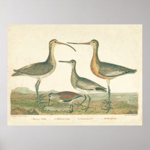 Pôster Marsh Bird Curlew Snipe Birding