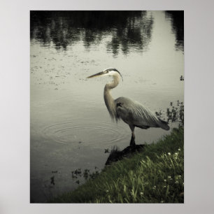 Poster Marsh Bird na costa