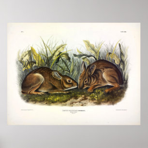 Poster Marsh Hare, Marsh Rabbit de Audubon
