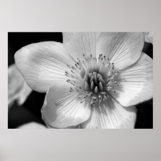 Pôster Marsh Marigold